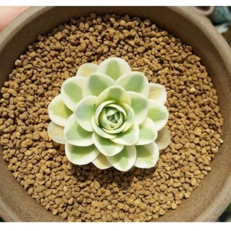 Đá Akadama làm giá thể sen đá, xương rồng, cây cảnh bonsai, lọc thủy sinh bể cá