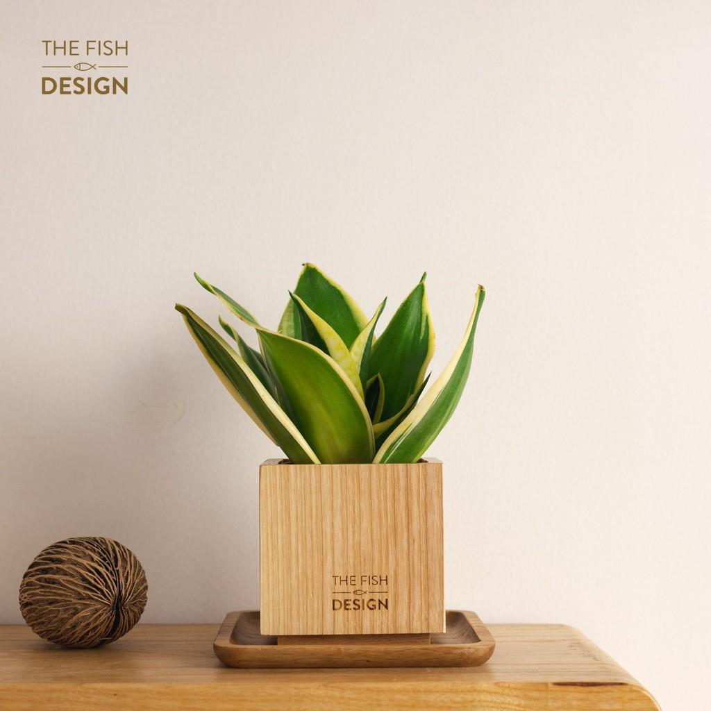 Chậu cây lưỡi hổ | THE FISH SIZE M