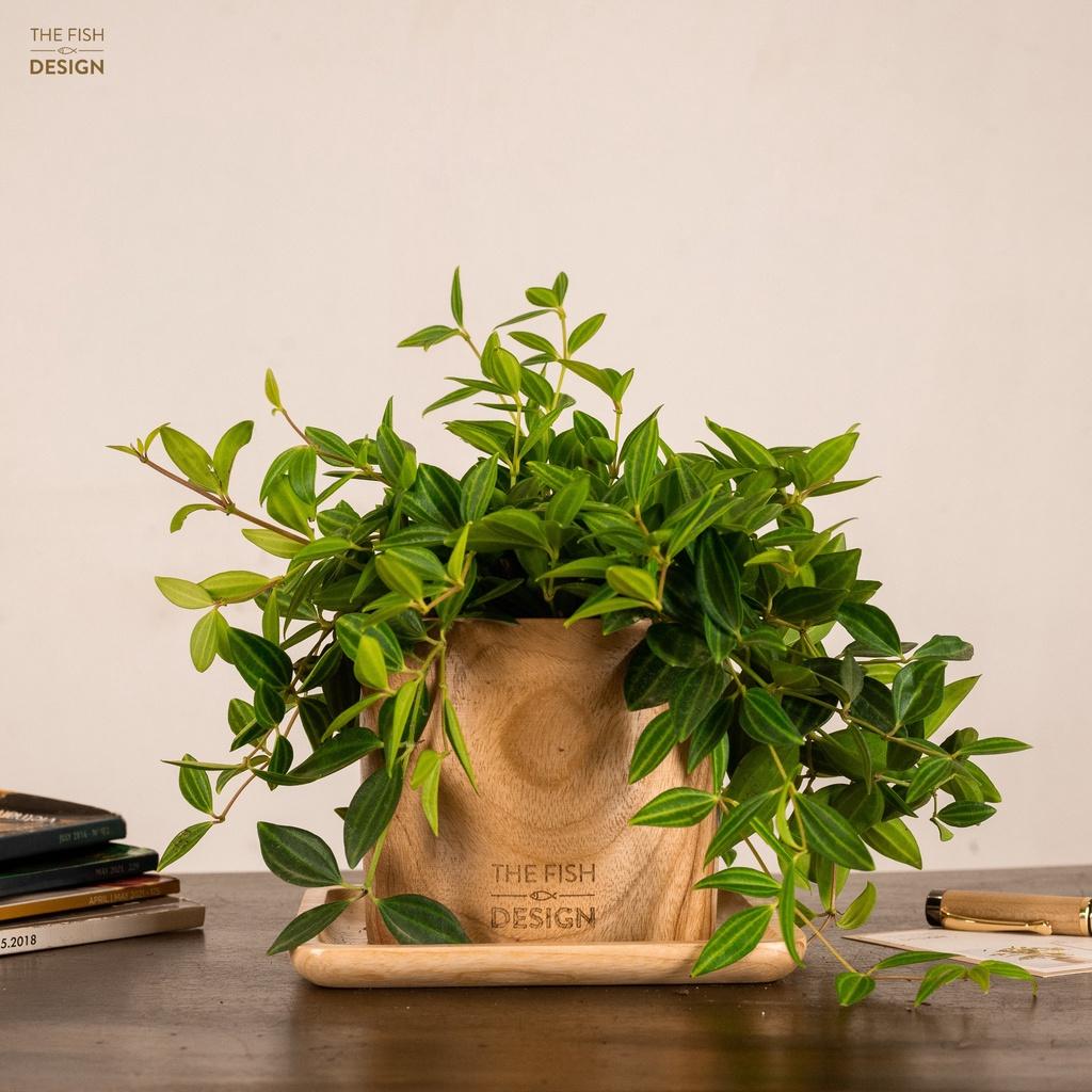 Chậu cây bình an size M | THE FISH DESIGN