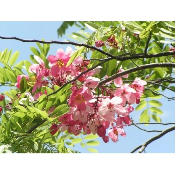 Hạt Giống Cây Hoa Muồng Hoa Đào KNS3723 - Gói 5 hạt