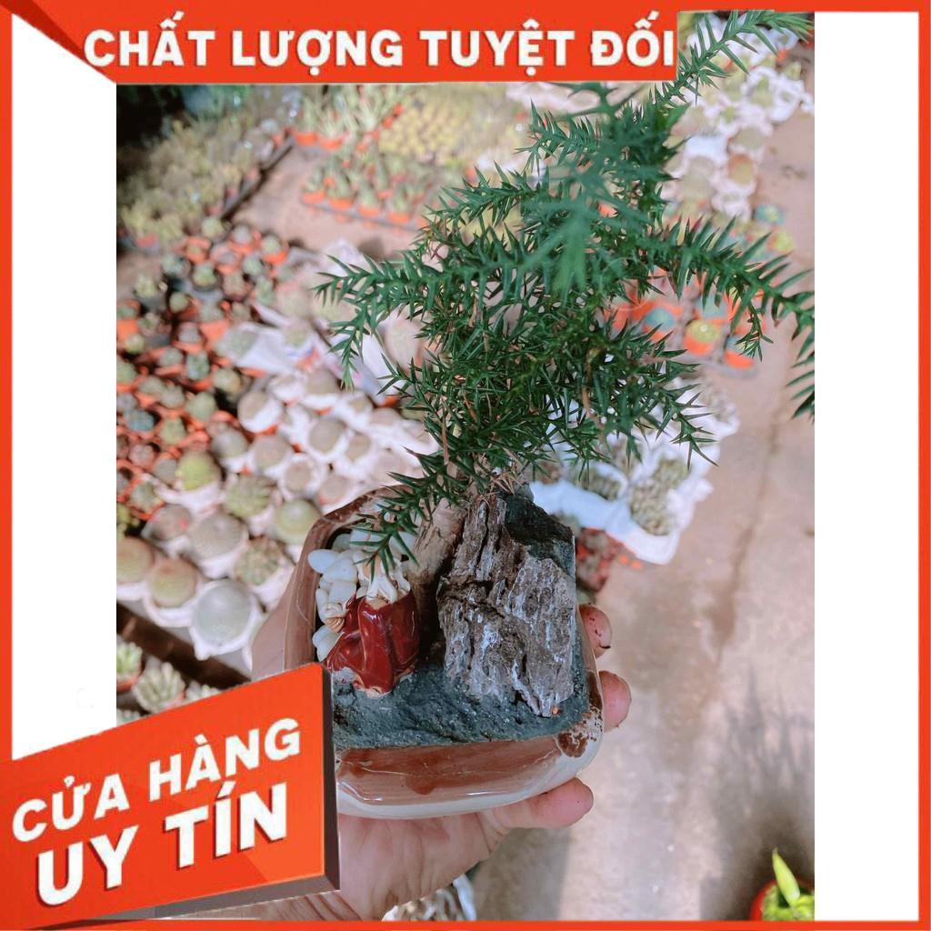 Chậu tùng bồng lai bonsai Nhiều Người Mua