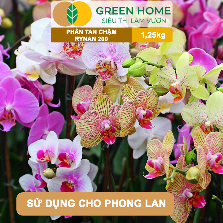 Phân Tan Chậm GreenHome, Rynan 200, Hũ 1,25kg, Dành Cho Phong Lan Con, Bonsai Kích Chồi, Dưỡng Chất