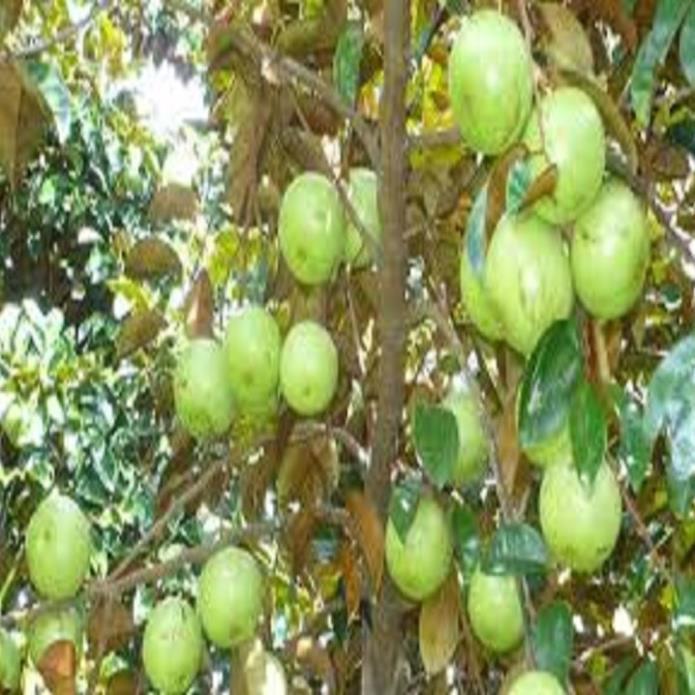 CÂY GIỐNG VÚ SỮA TÍM HÀNG GIEO HẠT