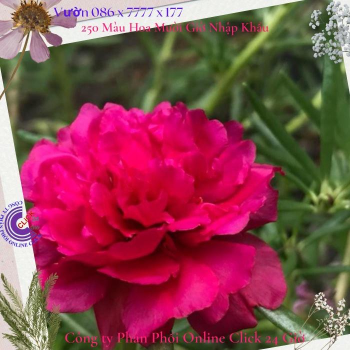 1 Ký Cành Giống Hoa Mười Giờ Thái Kép Màu Đỏ Yên Chi Siêu Đẹp Lạ Hoa Mười Giờ Bonsai &amp; Phụ Kiện