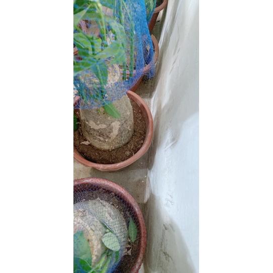 Kim Ngân Gốc 12-14cm