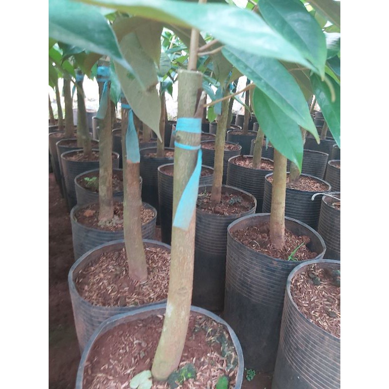 Cây giống sầu riêng dona gốc to 2 năm