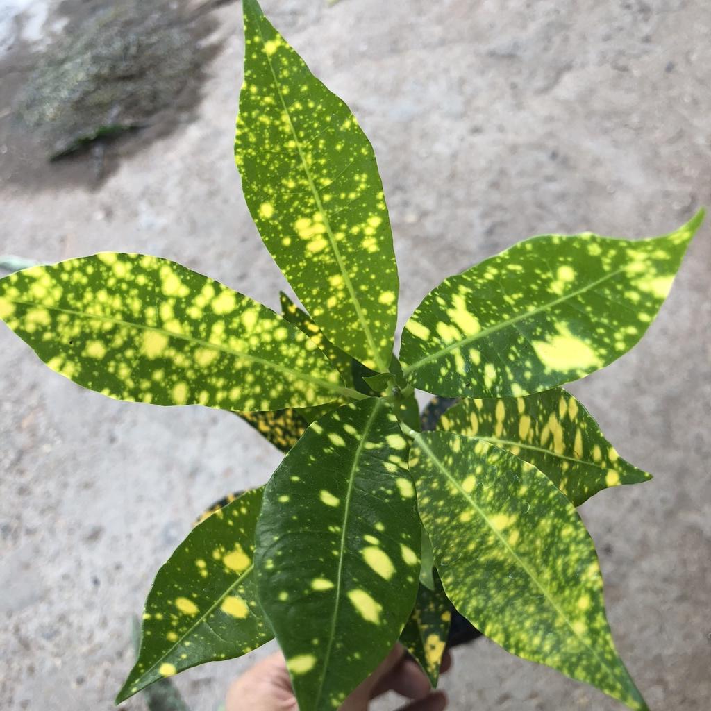 Cây cô tòng vàng anh, chiều cao 20cm lá vàng đốm bắt mắt sức sống khỏe thích nghi tốt, thích hợp trang trí cảnh quan