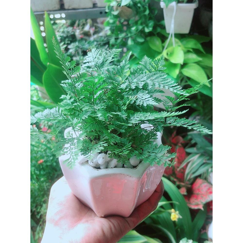 Chậu Cây Dương Sỉ