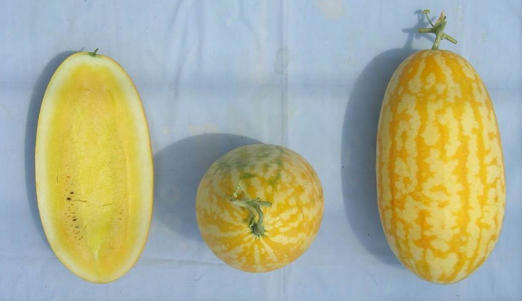 Hạt Giống Dưa Hấu Thỏi Vàng