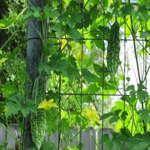 LƯỚI LEO GIÀN MÀU XANH KHỔ CAO 5M, LƯỚI GIÀN LEO, LƯỚI LEO CÂY, LƯỚI GIĂNG MƯỚP, LƯỚI BẦU, LƯỚI LEO GI