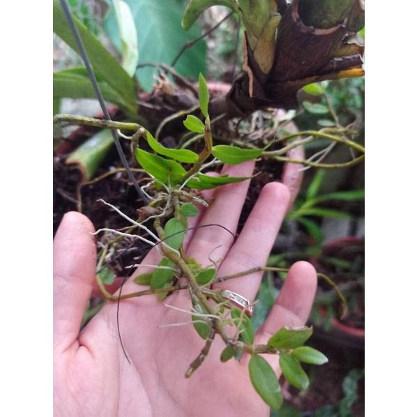 Lan Hoàng Thảo Nghệ Tâm