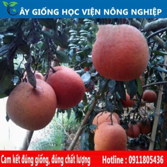 Sản phẩm Cây Ăn Trái bưởi tân lạc vỏ vàng ruột đỏ