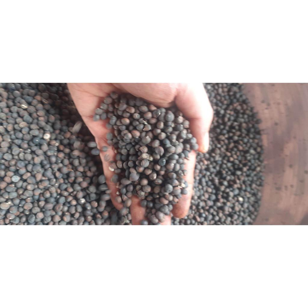 300gram hạt bông gòn giống