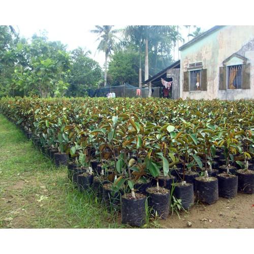 Cây giống Vú Sữa Bơ Hồng .