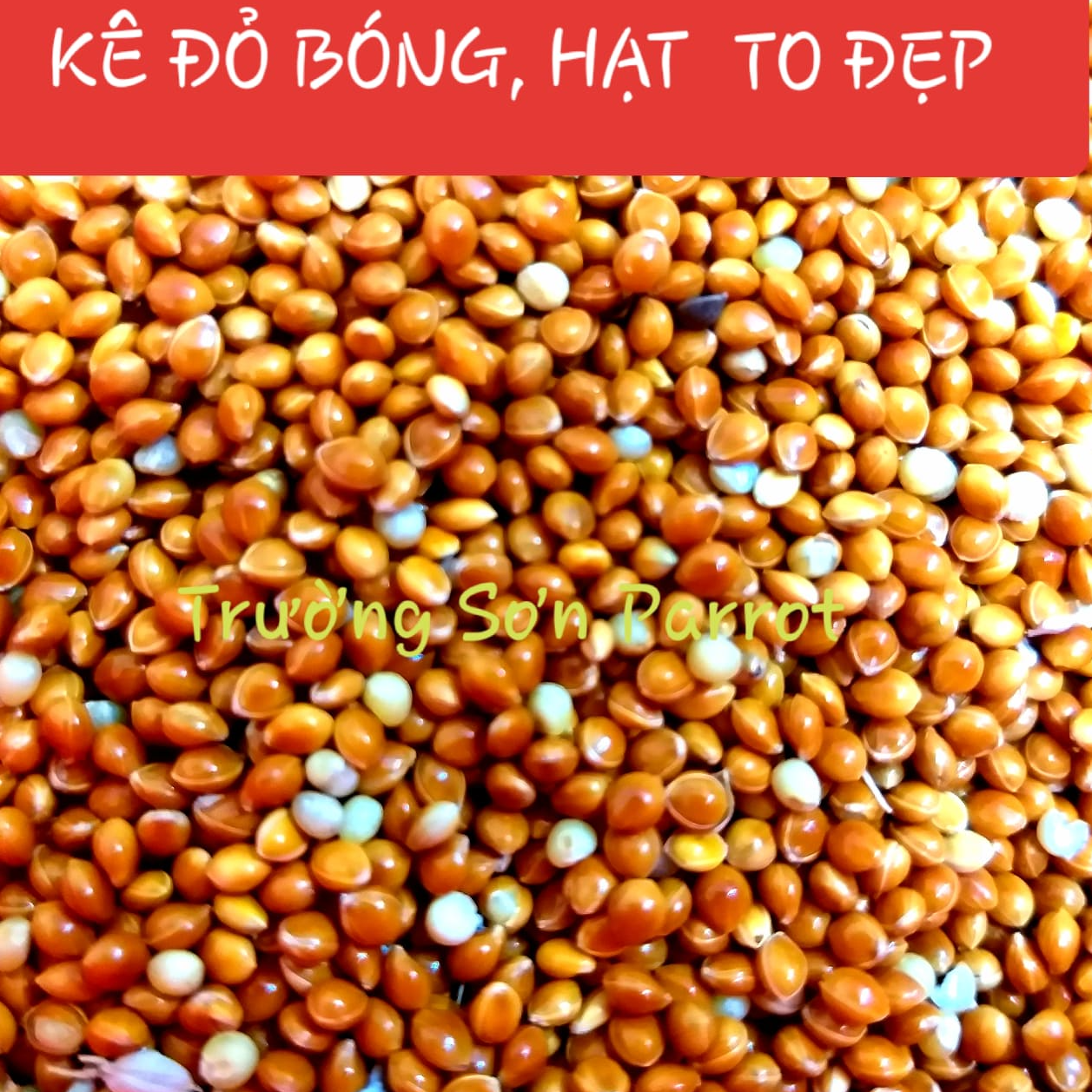 1kg KÊ ĐỎ BÓNG cho chim vẹt, sóc, chuột, gà...