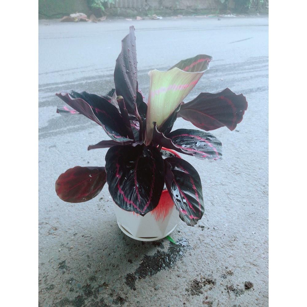 Chậu Đuôi Công Tím