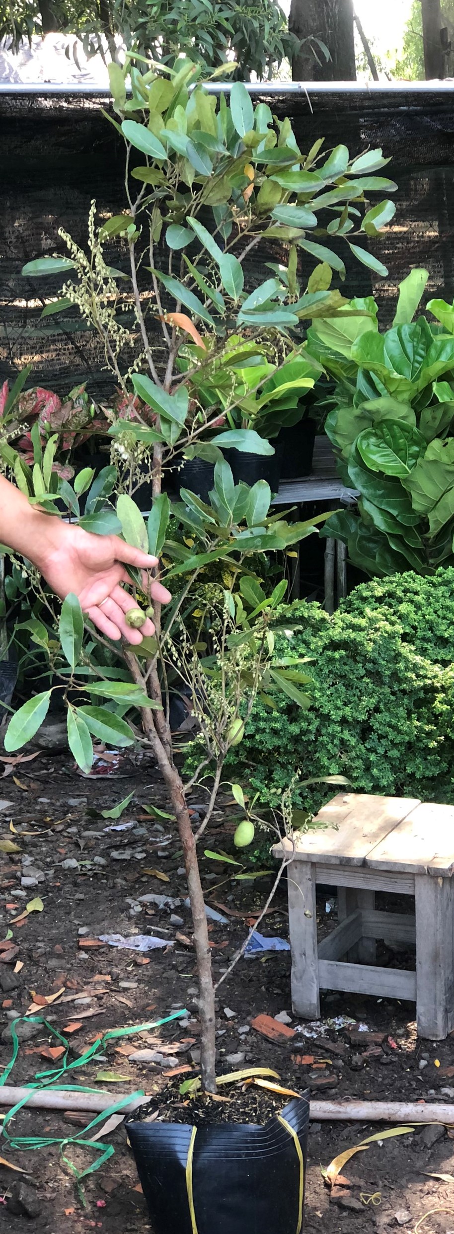 Chậu cây Cà Na cao 120 cm - 150 cm