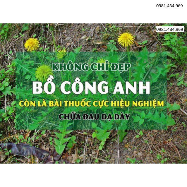 Bồ công anh khô