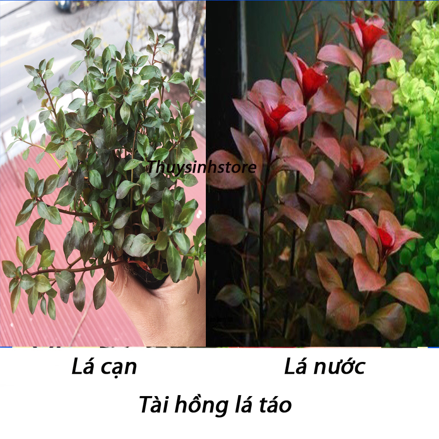 Cây Diệp Tài Hồng Lá Táo 15 cây - cây thủy sinh dễ trồng