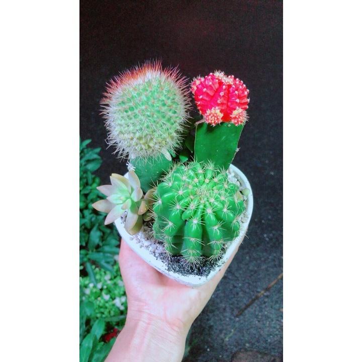 Chậu Cây Xương Rồng Tiểu Cảnh