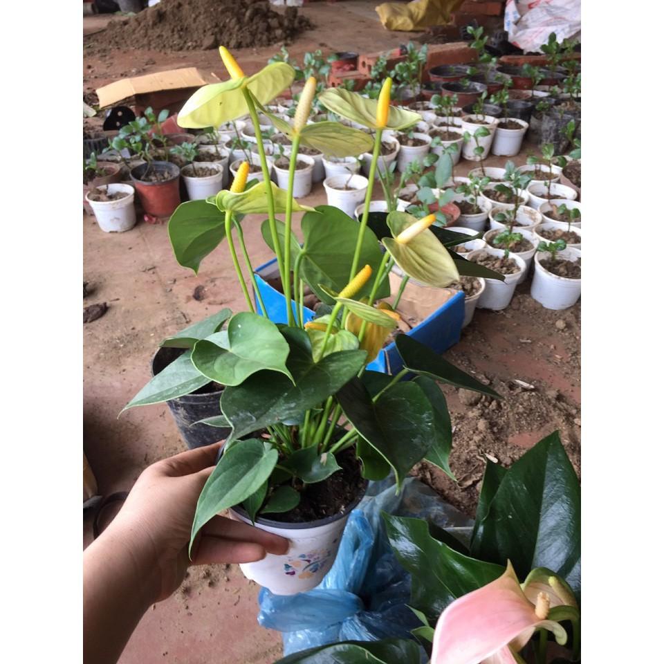Chậu cây hồng môn MÀU VÀNG, cây phong thủy để bàn cho gia chủ vượng khí , nhiều tài lộc