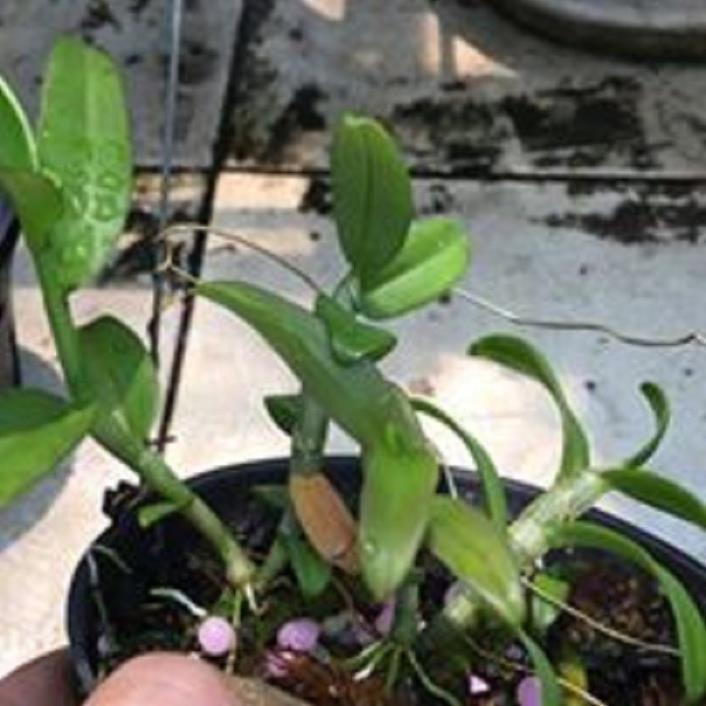 Hoa lan phi điệp - bầu cánh mai