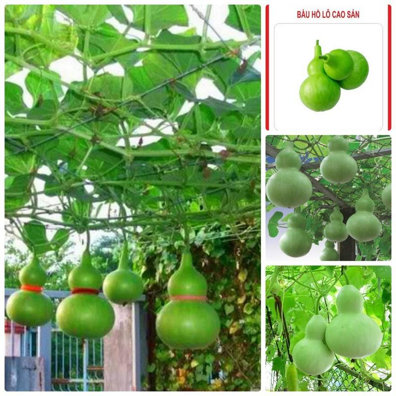 Combo 9 gói hạt giống cây ăn trái ngắn ngày - tặng 1 gói phân bón