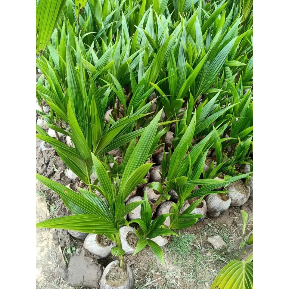 Cây giống dừa sáp,ruột đặc,dẻo có hương vị béo mềm
