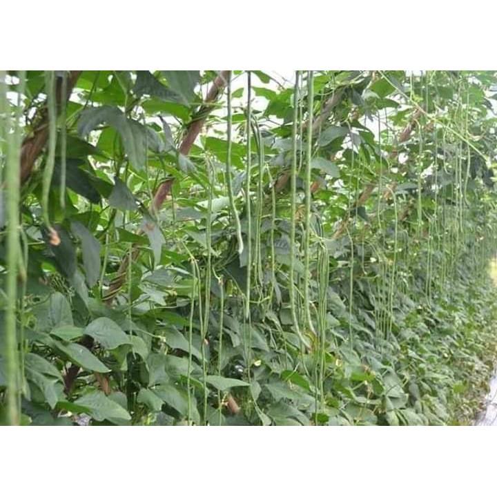 Hạt Giống Đậu Đũa - 10 Gram Hạt