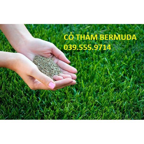 Hạt Cỏ Thảm Sân Vườn Bermuda 200g