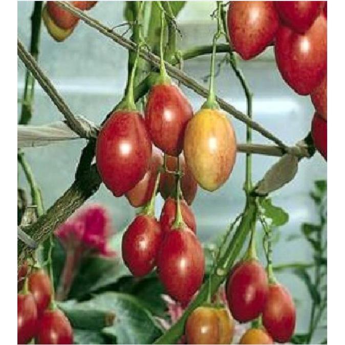 Hạt giống cà chua thân gỗ dể trồng f1-gói 10 hạt-tặng kèm gói phân bón lót