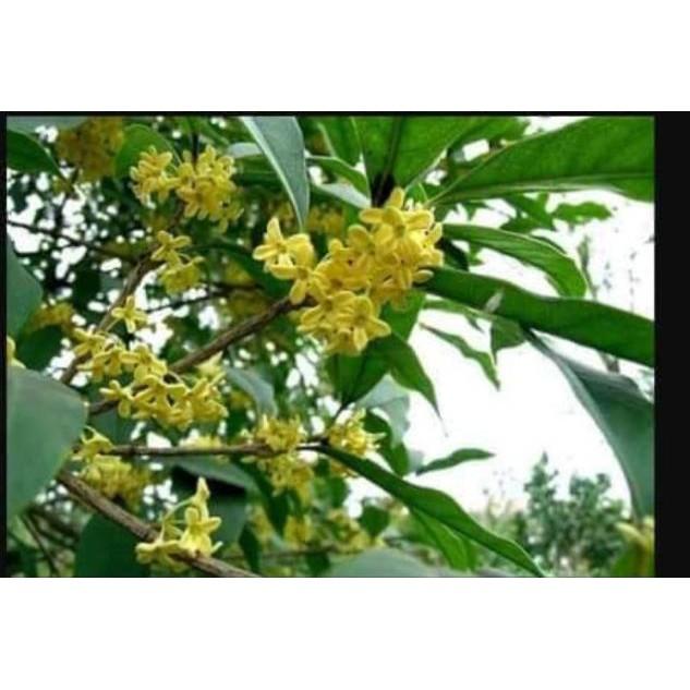 Combo 4 cây giống hoa mộc hương thơm lừng - Đơn hàng thanh toán trước tặng 1 lọ siêu kích rễ