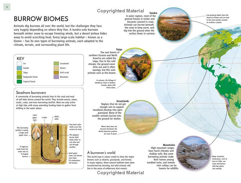 Sách ngoại văn: Life Underground - Tunnel Into A World Of Wildlife