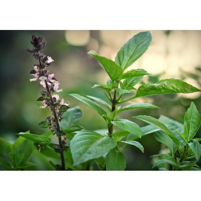 HẠT GIỐNG HÚNG QUẾ CAO SẢN - 10G