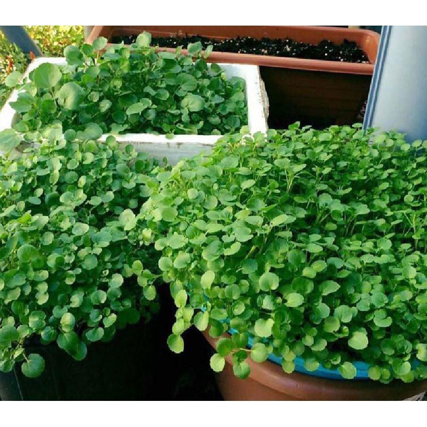 HẠT GIỐNG RAU CẢI XOONG CHẤT LƯỢNG GIỐNG CAO