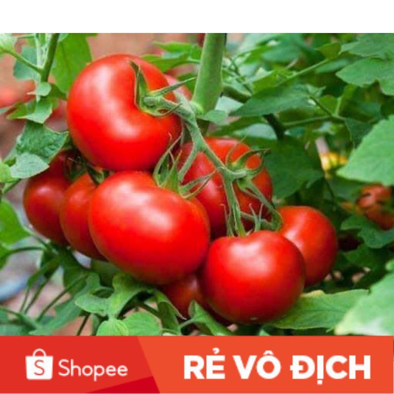 Hạt Giống Cà Chua Trái Tròn Qủa To F1 Năng Xuất Cao Gói 1G - Khu Vườn Ban Công