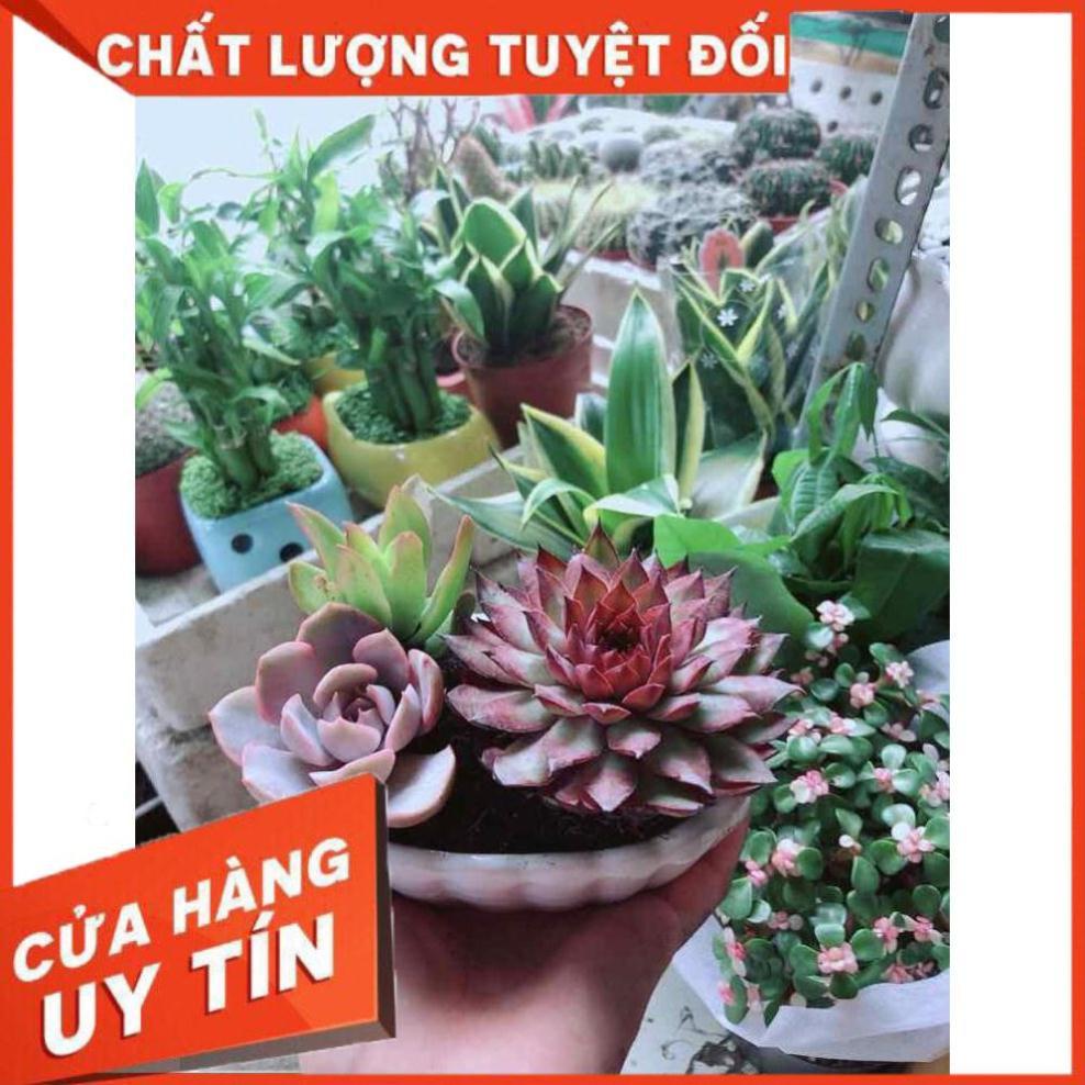 Chậu Sen Đá Mix Nhiều Người Mua