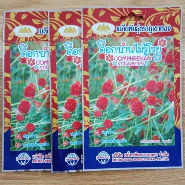 Hạt giống cúc bách nhật Cherry Đỏ