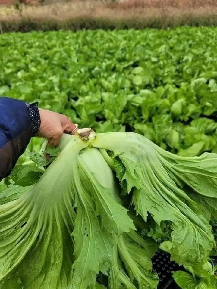 Hạt Giống Cải Bẹ Dưa Phú Nông Gói 20gr
