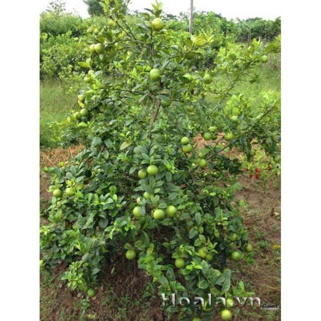 Cây giống chanh đào