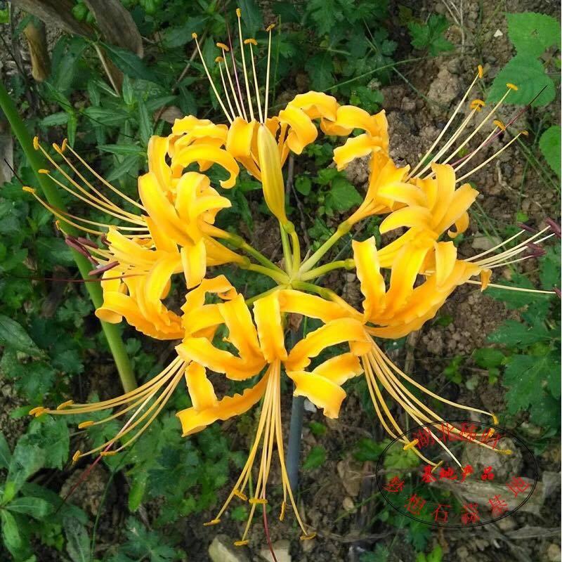 Củ giống hoa bỉ ngạn vàng