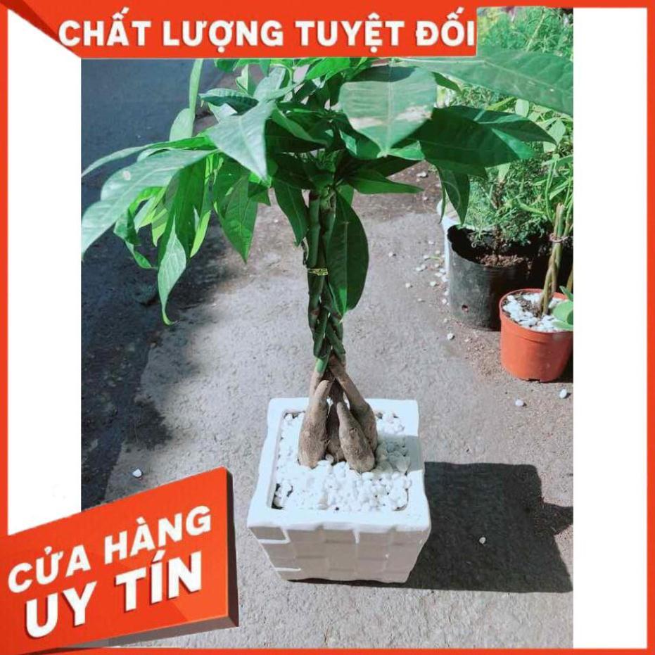 Chậu Kim Ngân 5 Thân Nhiều Người Mua