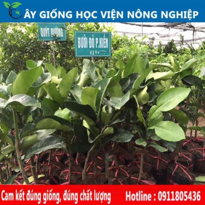Sản phẩm Cây Ăn Trái bưởi đỏ Phúc Kiến
