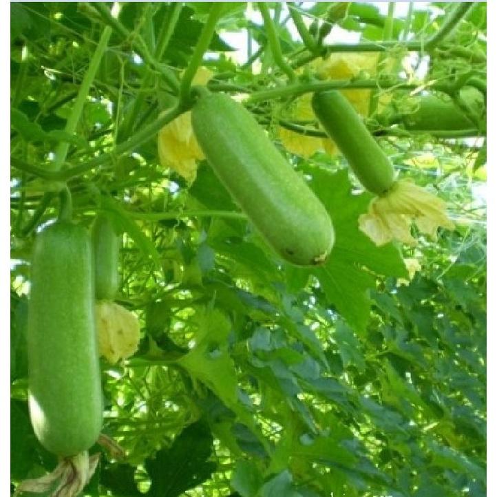 Hạt Giống Bí Đao Chanh AGRI WAXGOURD 999 - ( gói 5gram hơn 250 hạt )