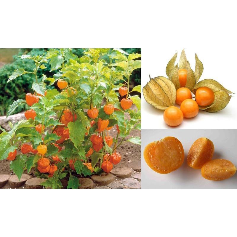Hạt giống cây Cô Nương Vàng tỷ lệ nảy mầm cao, siêu quả