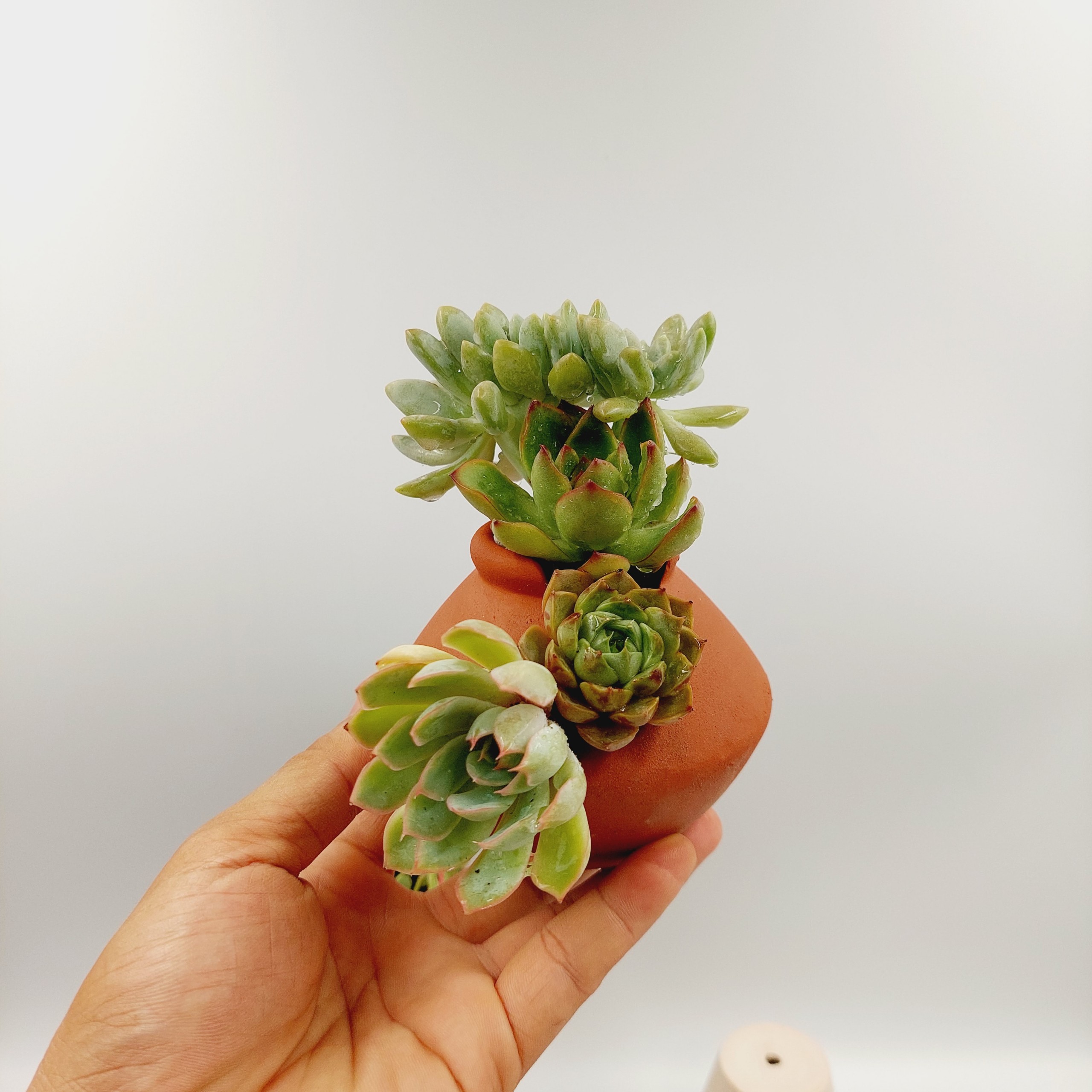 Chậu đất nung, chậu sen đá - Bình vôi dễ thương 48, miệng chậu 4cm, chiều cao 8cm