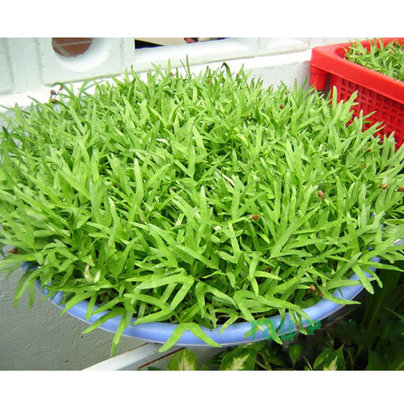 Bộ 3 GÓI HẠT GIỐNG RAU MẦM - RAU MUỐNG, CẢI TRẮNG, CẢI MẦM