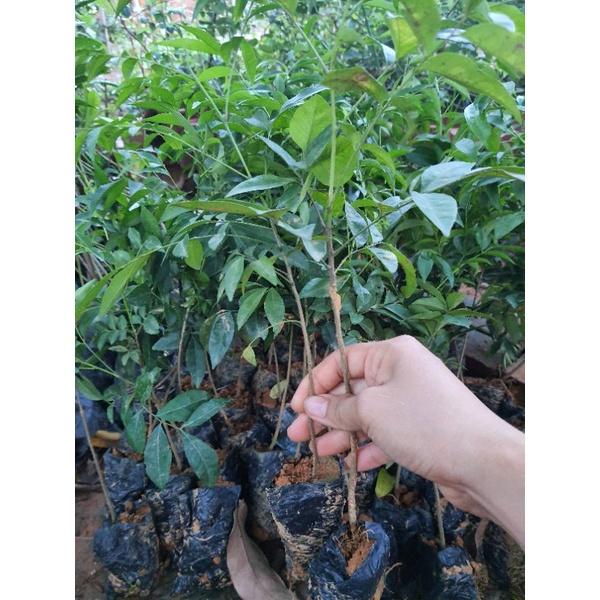 Cây giống mắc mật