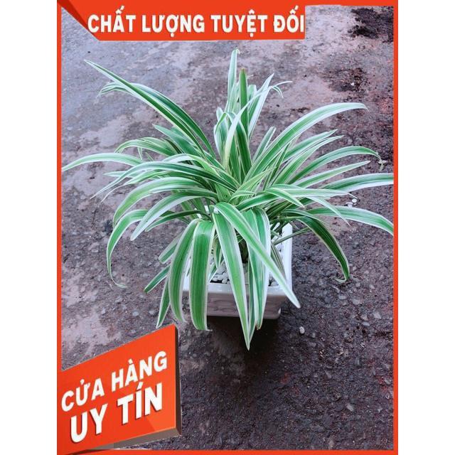 Chậu Lan Chi