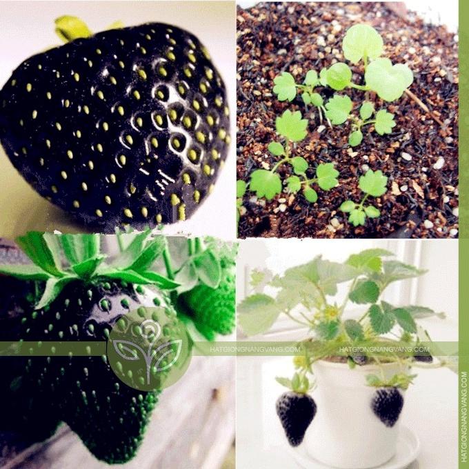 Hạt giống dâu tây đen chịu nhiệt KNS3439 - Gói 100 hạt